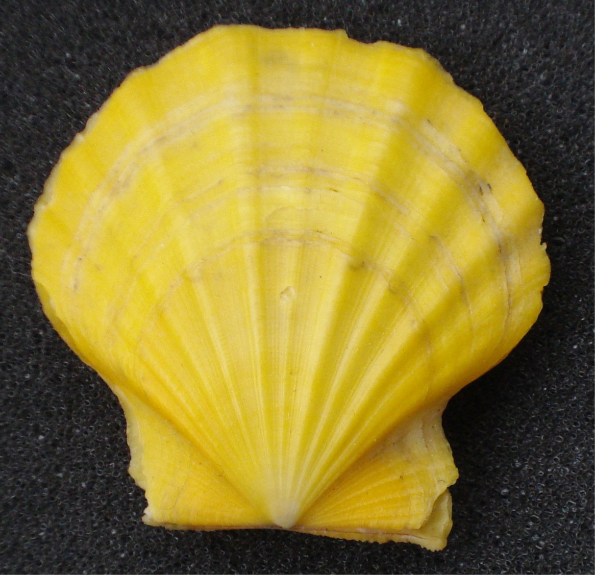 Chlamys (Flexotecten) glabra proteus